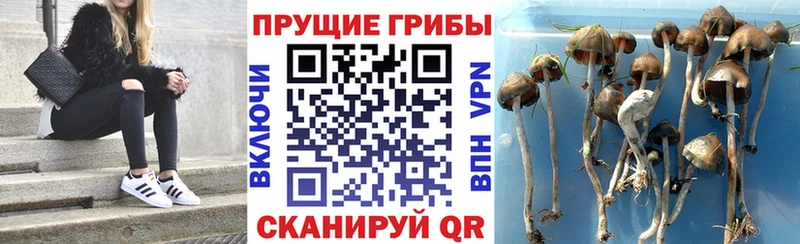 Галлюциногенные грибы ЛСД  Купить где  Болхов 